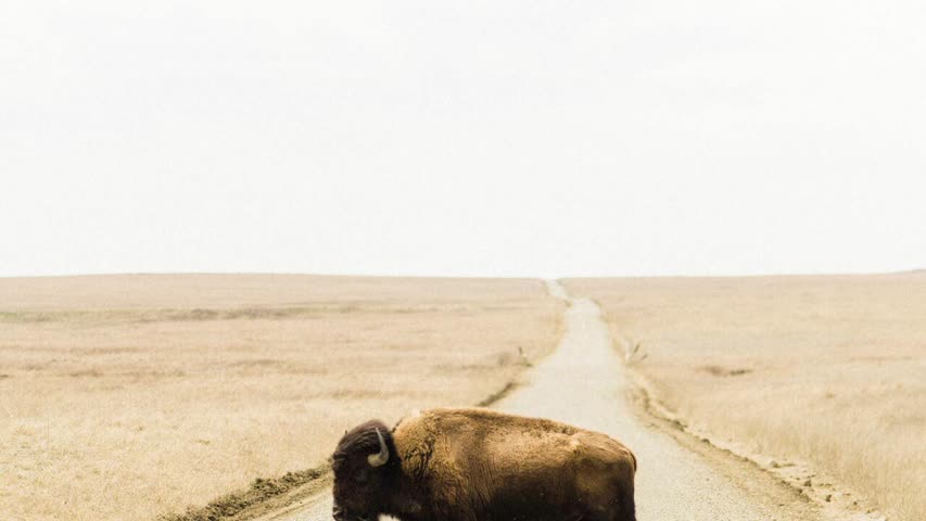 Фото - Встреча с разъяренным бизоном обернулась для 19-летней туристки параличом