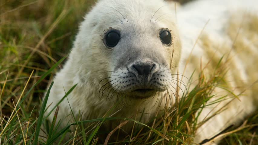 Фото - Туристы обняли детеныша тюленя ради фотографии и случайно убили его